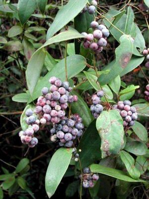 Smilax glabra Tu fu ling, Smooth Greenbrier, Catbrier, China Root -Chinese-