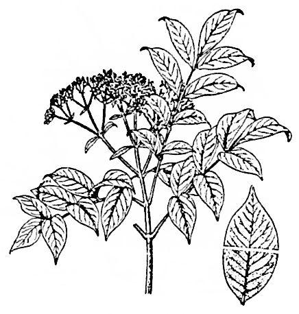 Evodia rutaecarpa, Wu zhu yu, Evodia Fruit Stinky pepperweed, -Eastern-