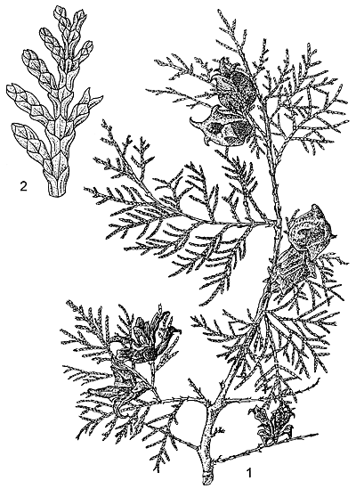 Platycladus orientalis, Thuja orientalis, Biota orientalis, Bai zi ren ...